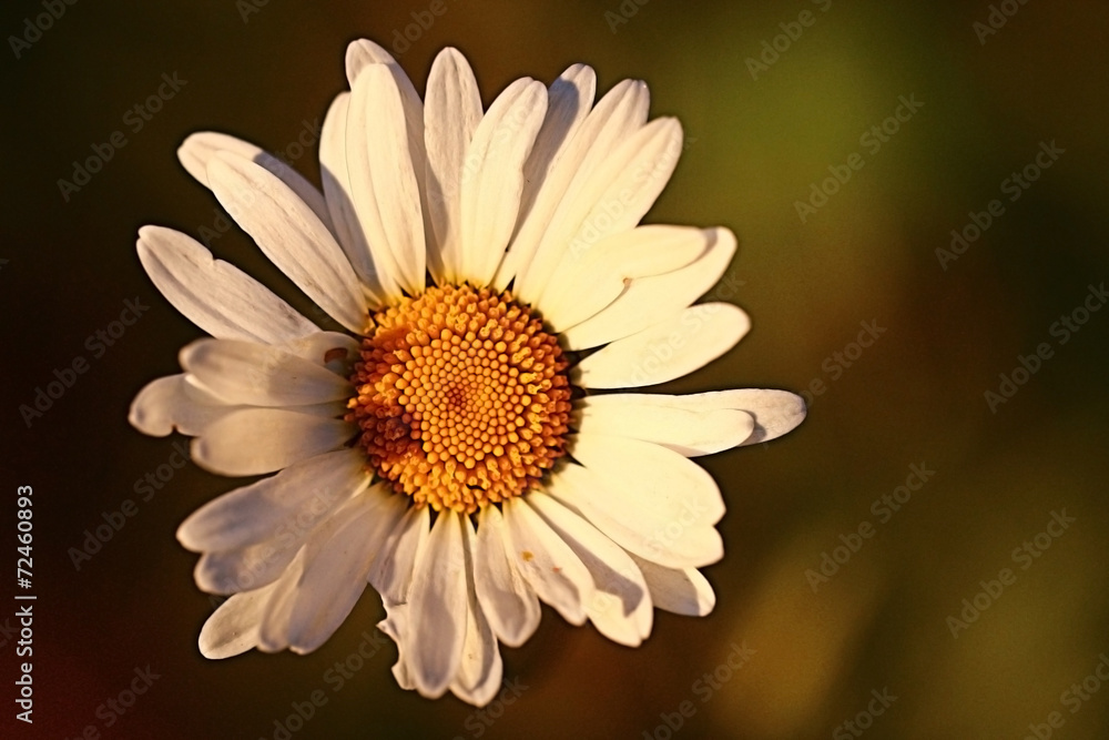 Naklejka premium small flowers at sunset