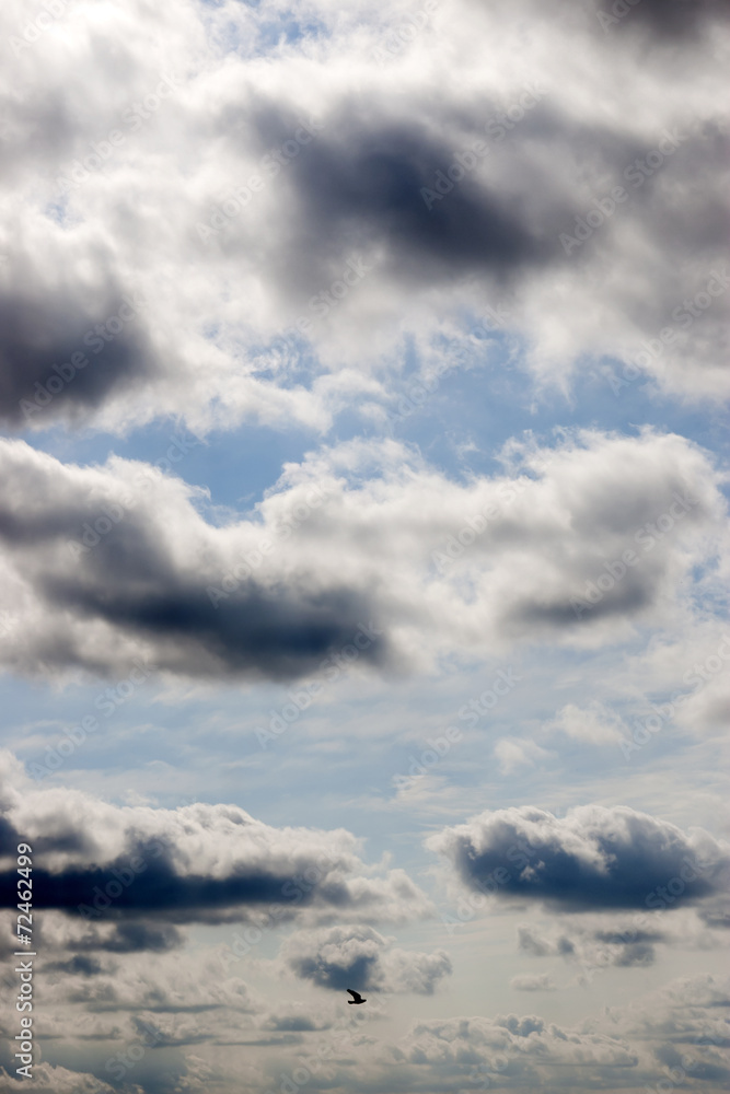 lone bird flying in the sky lone bird flying in the sky