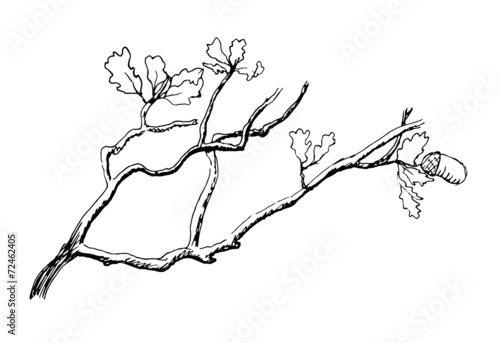 the branch of  oak tree