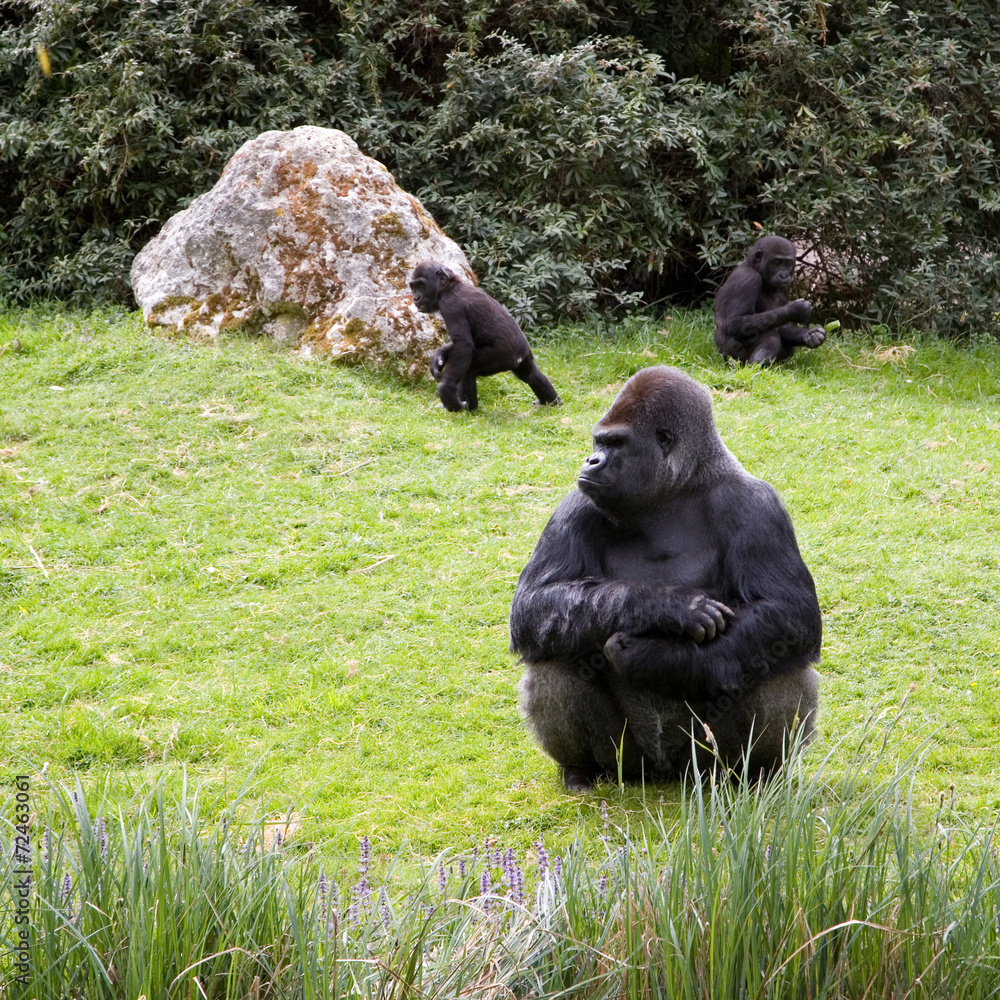 Gorilla family