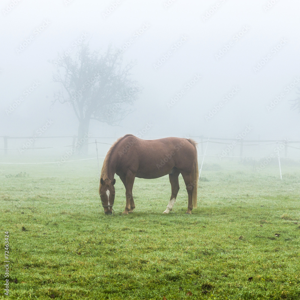Obraz premium horses at the meadow in fog