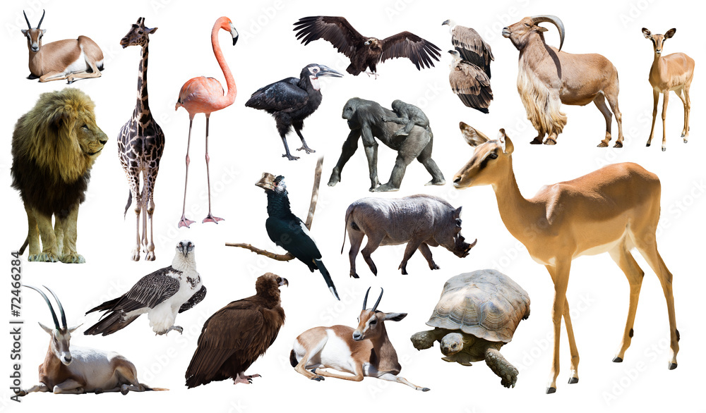 Fototapeta premium impala and other African animals. Isolated over white