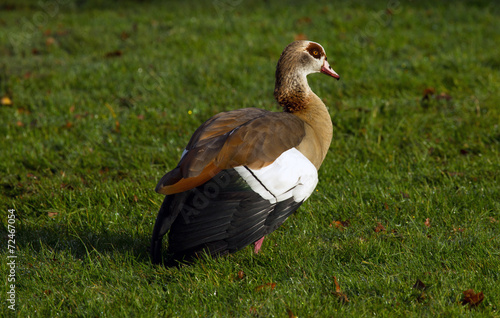 Fototapeta Nilgans im Profil