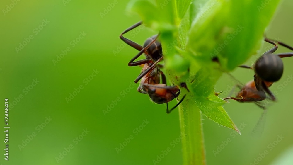 Two ants on a green grass, early morning Two ants on a green grass, early morning