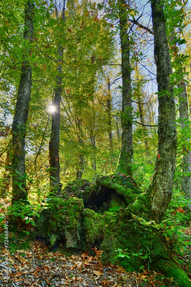 Obraz premium castagno secolare