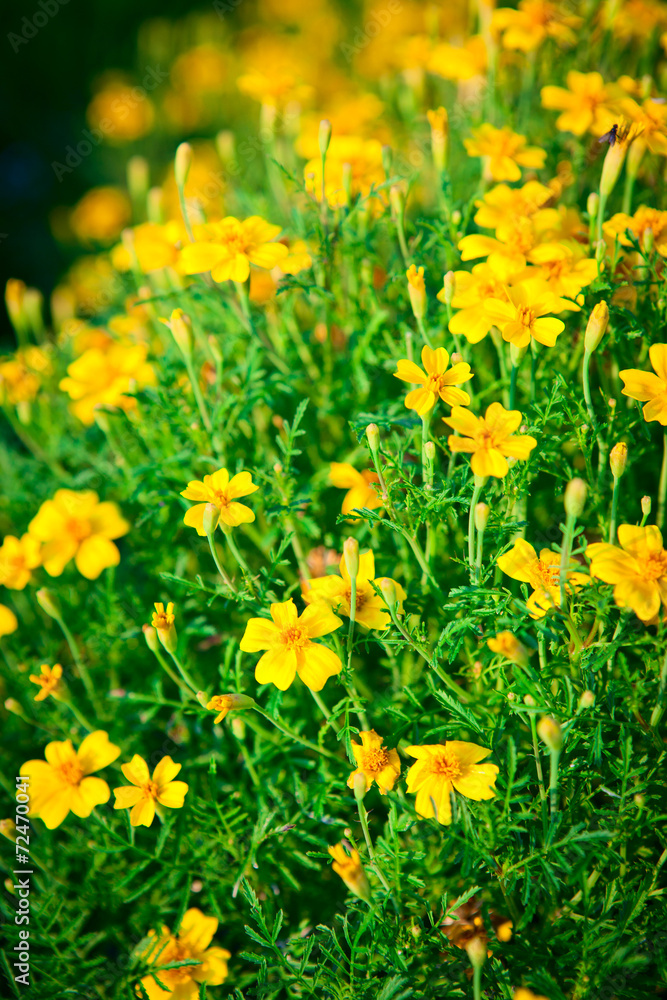 Yellow flowers Chernobrivtsev in the garden. Yellow flowers Chernobrivtsev in the garden.