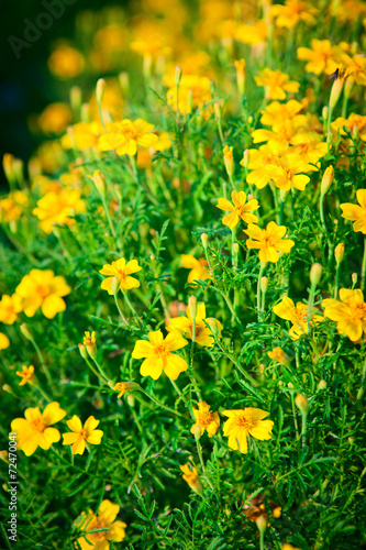 Yellow flowers Chernobrivtsev in the garden.