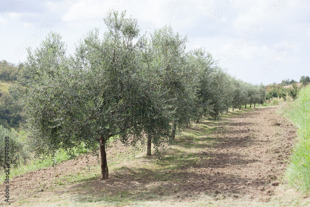 olive trres