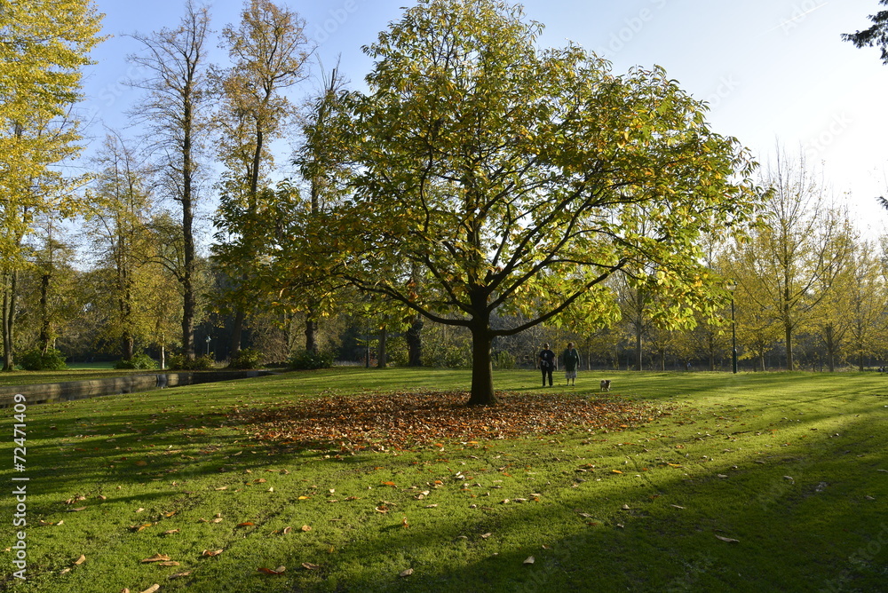 Obraz premium Zone clairsemée au parc roi Baudoin de Jette