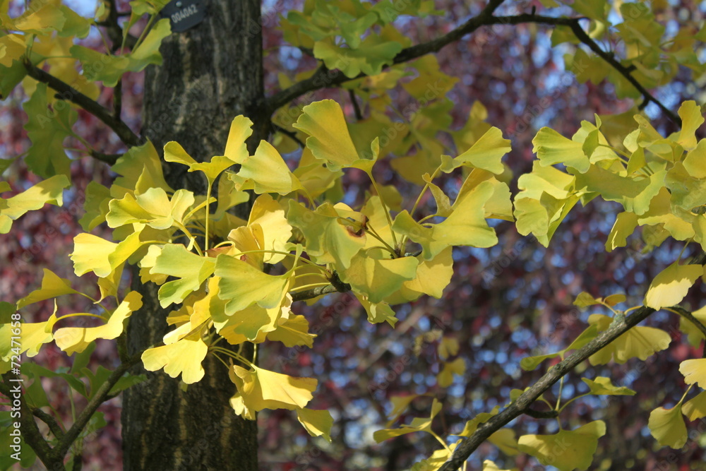 Herbstlicher Gingkobaum im Steglitzer Stadtpark Herbstlicher Gingkobaum im Steglitzer Stadtpark
