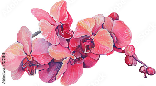 close-up of pink orchid flowers on a branch