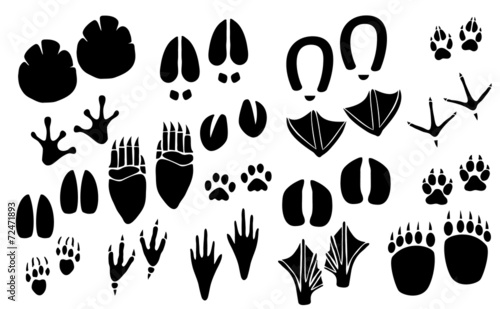 Vector animal footprint