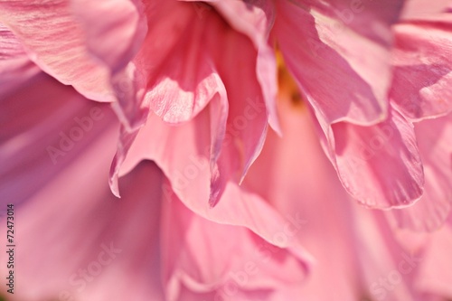 pink flower petals macro