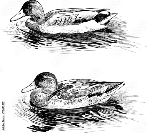 wild ducks