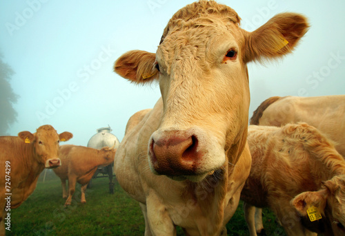 Hübsche Kühe auf der Weide © Vielfalt21