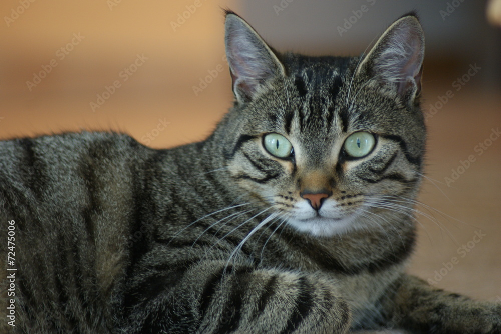 Hauskatze Hauskatze