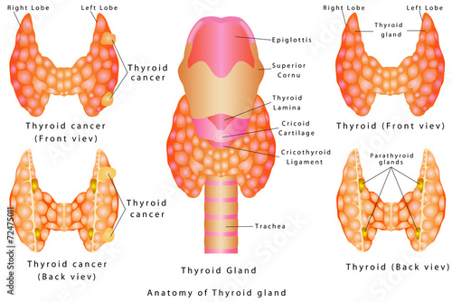 Thyroid gland