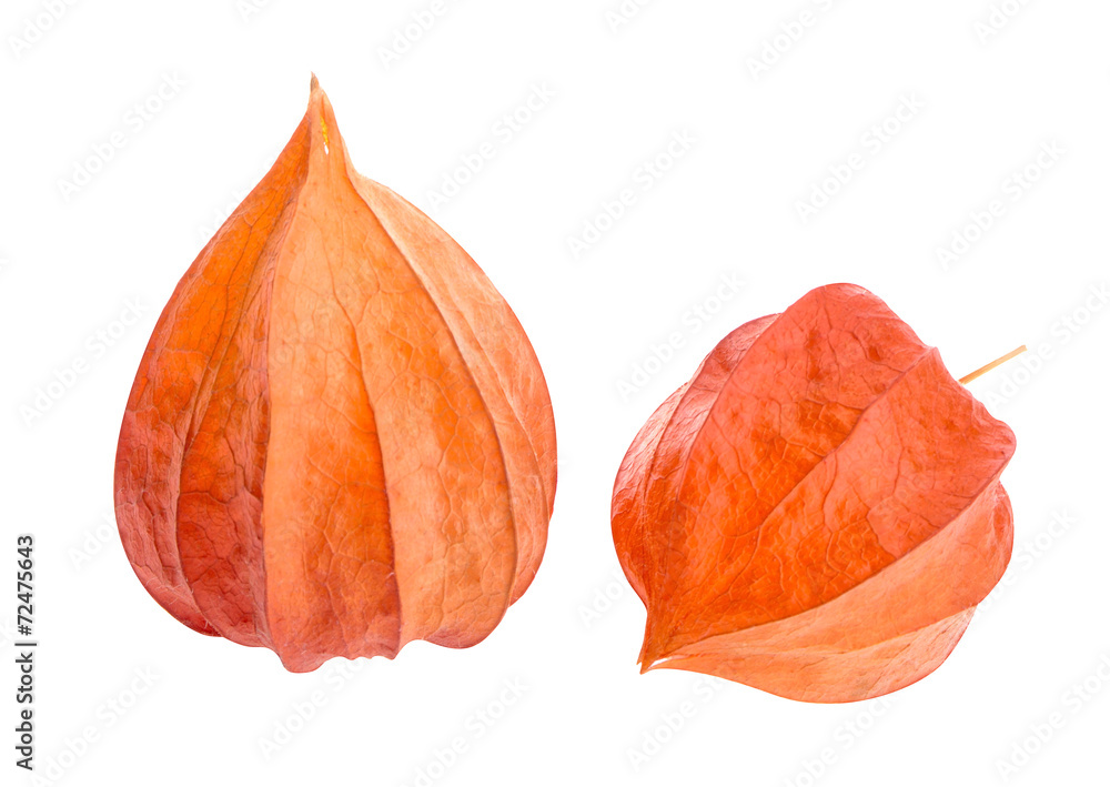 Dry flowers of physalis isolated on white background Dry flowers of physalis isolated on white background