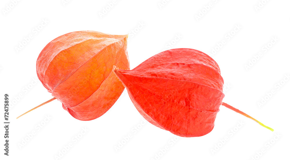 Dry and fresh flowers of physalis isolated on white background Dry and fresh flowers of physalis isolated on white background