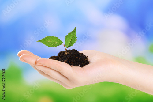 Plant in hand on light blue background