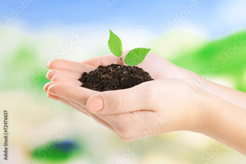 Plant in hands on light blue background
