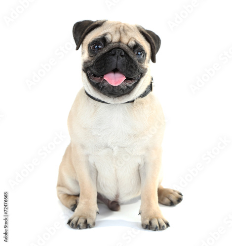 Funny, cute and playful pug dog isolated on white