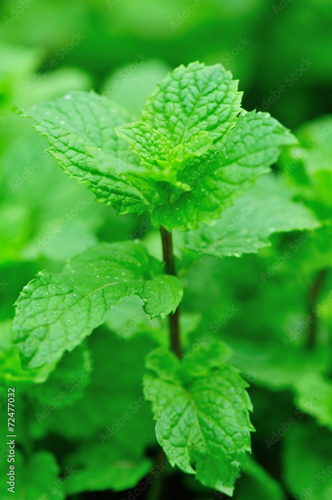 mint plants grow in vegetable garden 