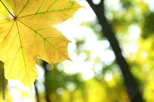 Beautiful autumn maple leaf  close-up