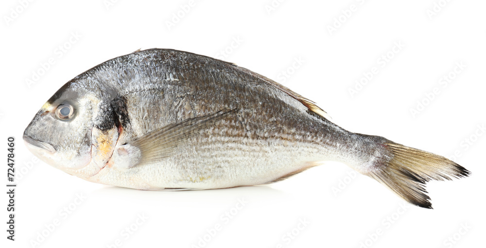 Fresh dorado fish isolated on white