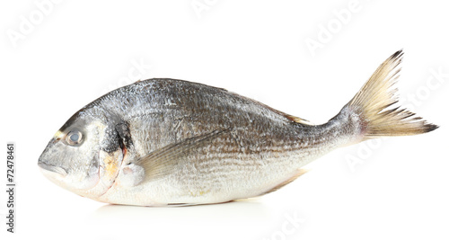 Fresh dorado fish isolated on white