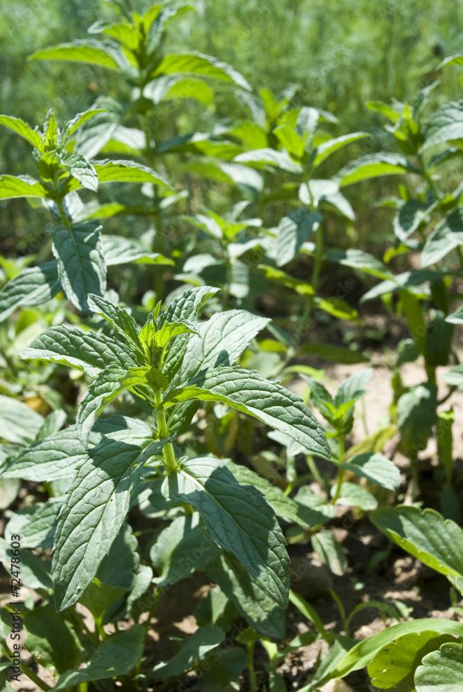Plantation of mint
