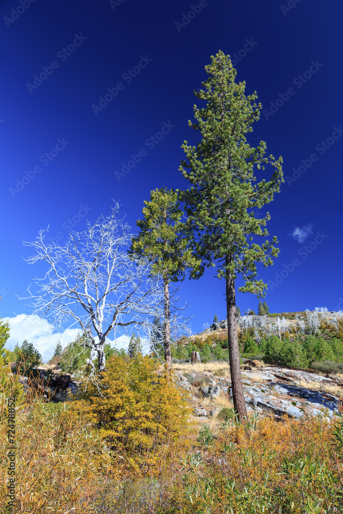 Obraz premium Sierra Trees