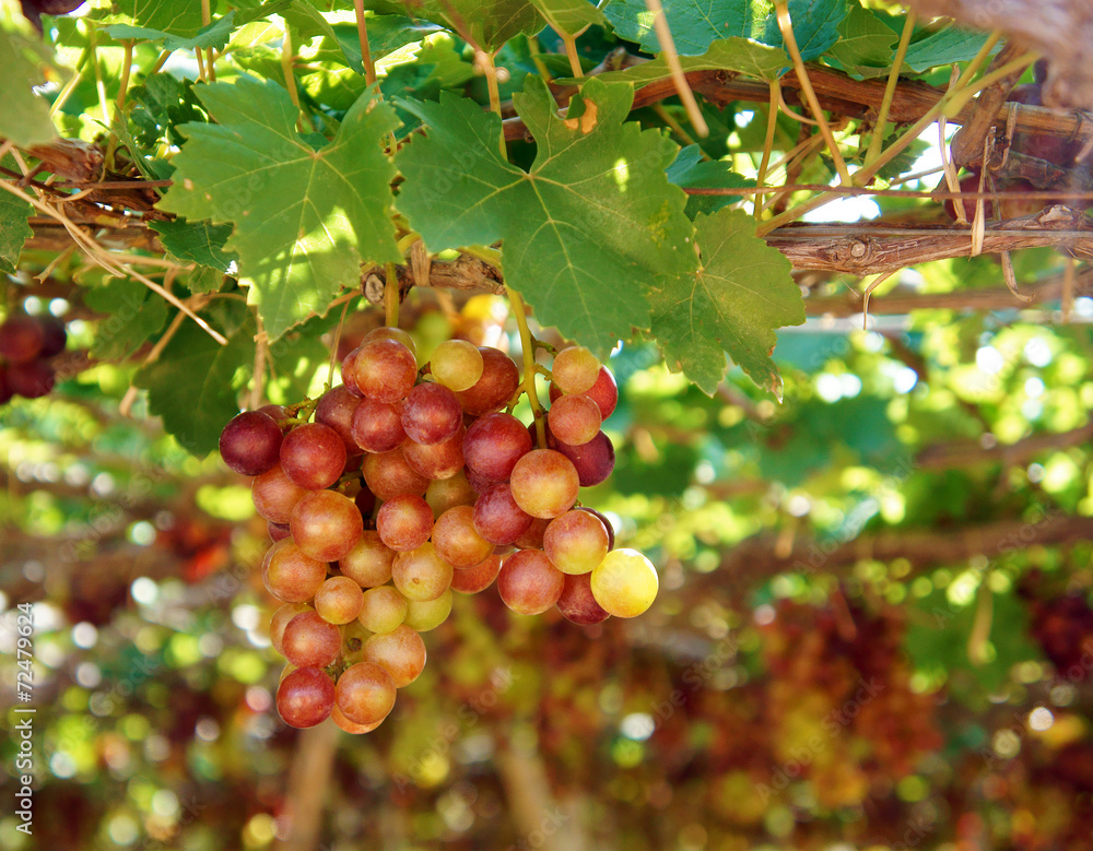 Vietnam vineyard, vine, ripe red grape Vietnam vineyard, vine, ripe red grape