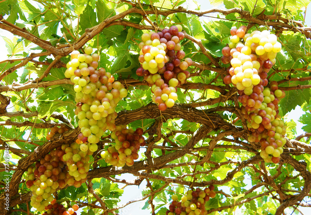 Vietnam vineyard, vine, ripe red grape Stock Photo Adobe Stock