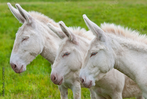 three white donkeys in a row on the pasture
