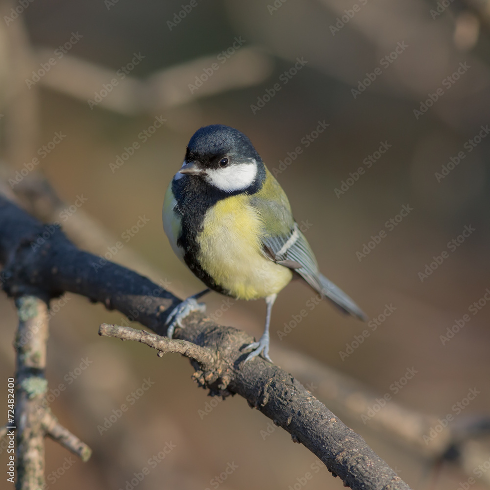 titmouse