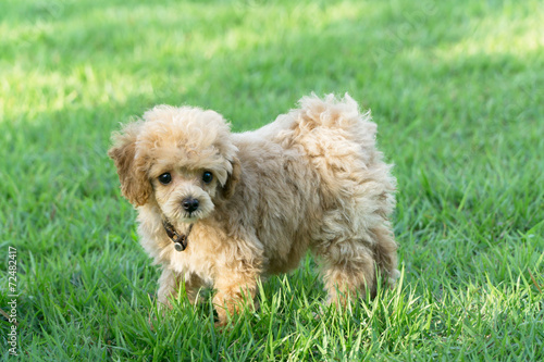 Green grass in the Park dog