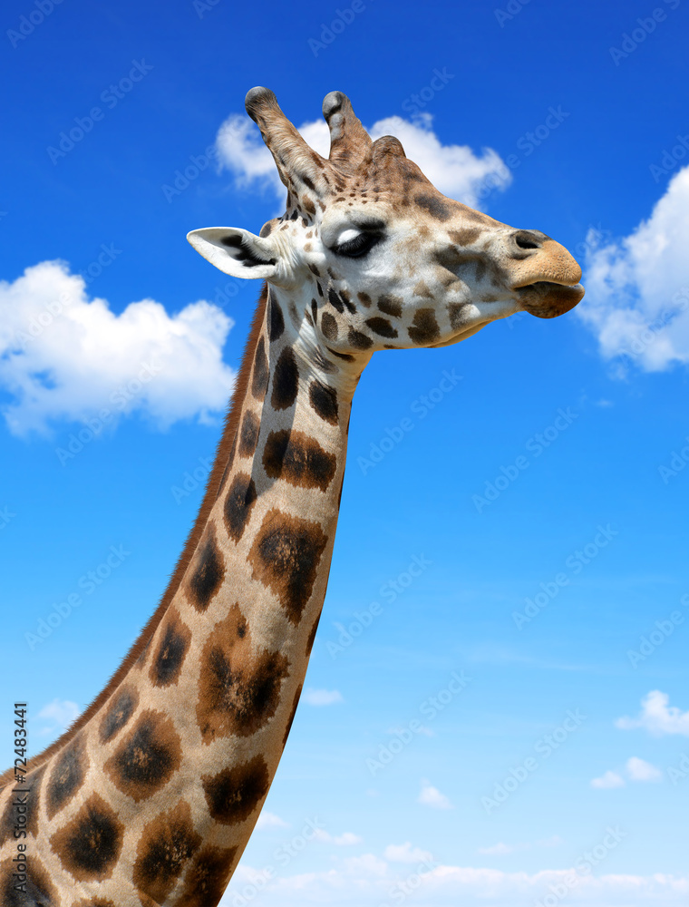 The head of the giraffe The head of the giraffe