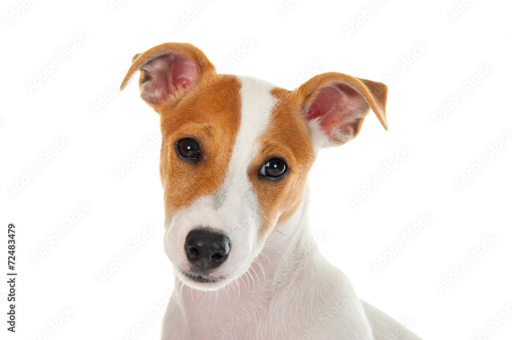 Jack russell terrier Jack russell terrier