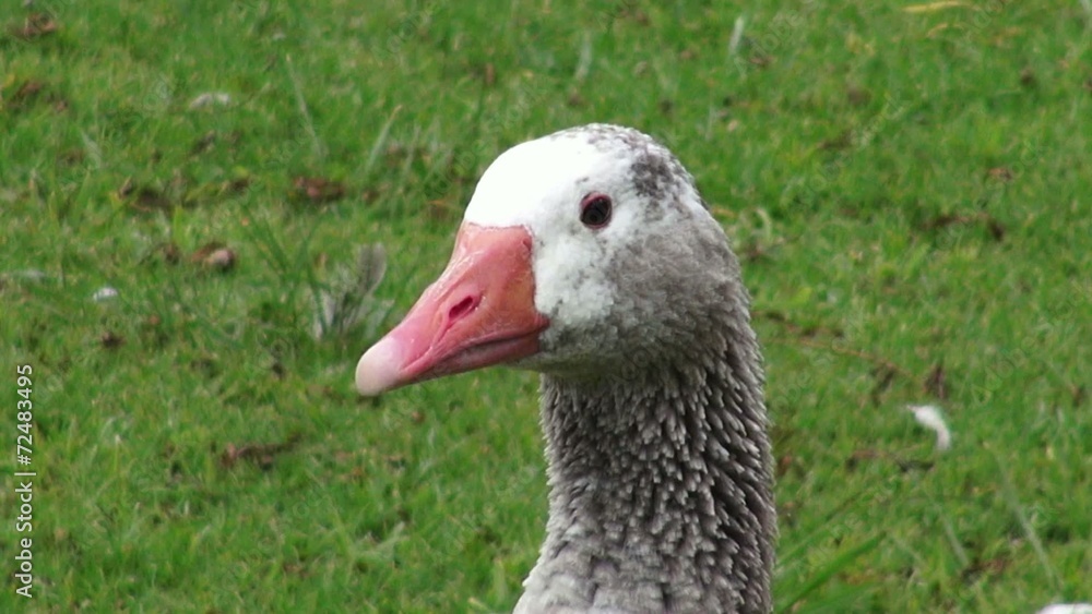 Grey Geese, Birds, Animals, Nature, Wildlife Grey Geese, Birds, Animals, Nature, Wildlife