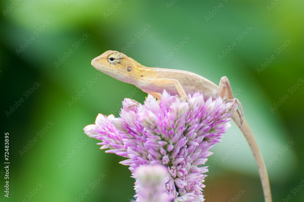 Fototapeta premium Little yellow lizard on pink Celosia argentea flower.