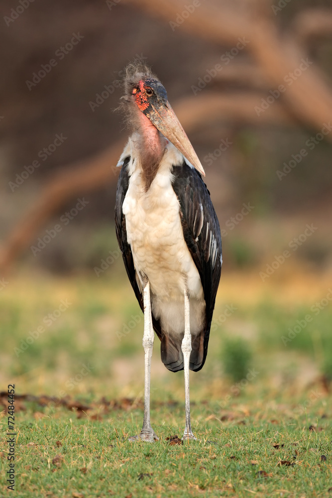 Fototapeta premium Marabou stork