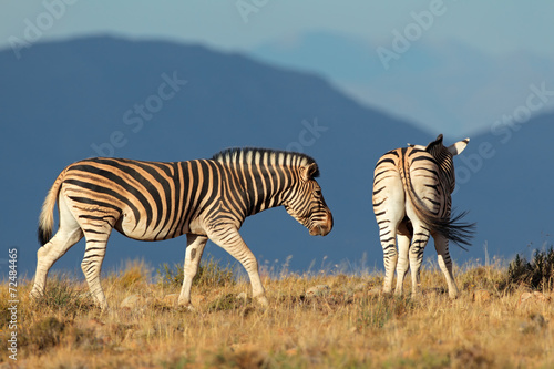 Plains Zebras in natural habitat
