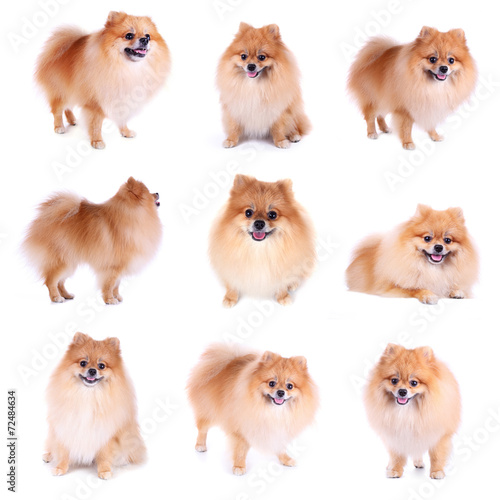 Fototapeta Naklejka Na Ścianę i Meble -  pomeranian dog isolated on white background