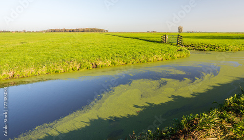 Wide ditch covered with floating Common Duckweed