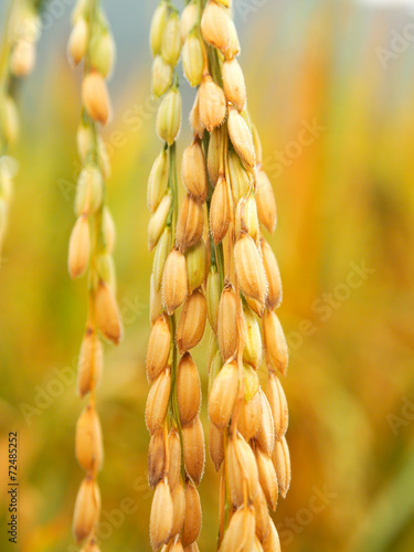 Close up peddy rice in a field