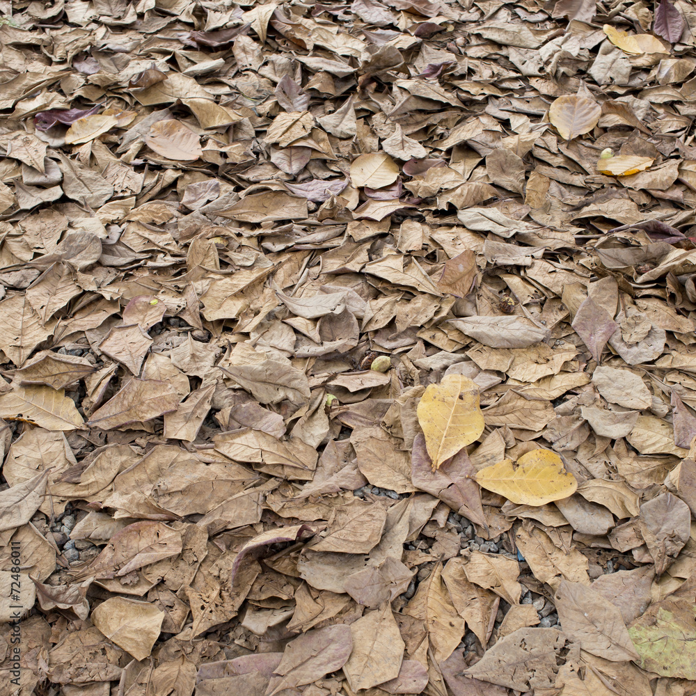 autumn dry leaves fall on the ground autumn dry leaves fall on the ground
