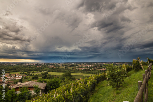 grapevine field in the italian countryside