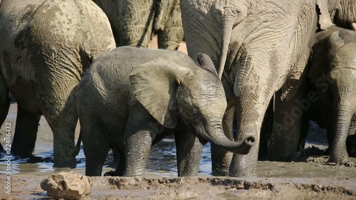 Playful African elephant baby splashing water