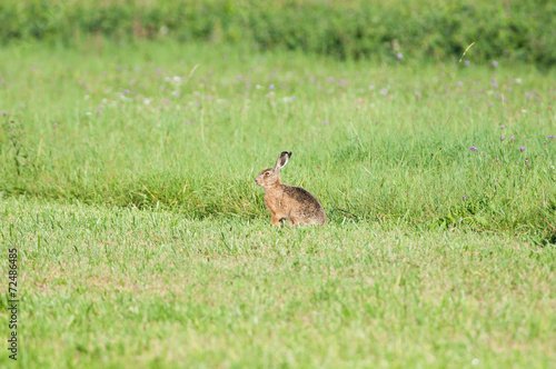 Lièvre dans le pré © fanatykk